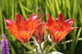 Lilium bulbiferum